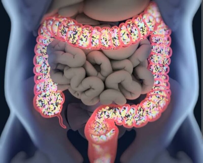 La microbiota intestinal