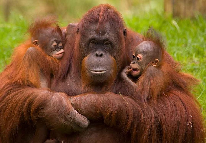 Orangután con sus bebés