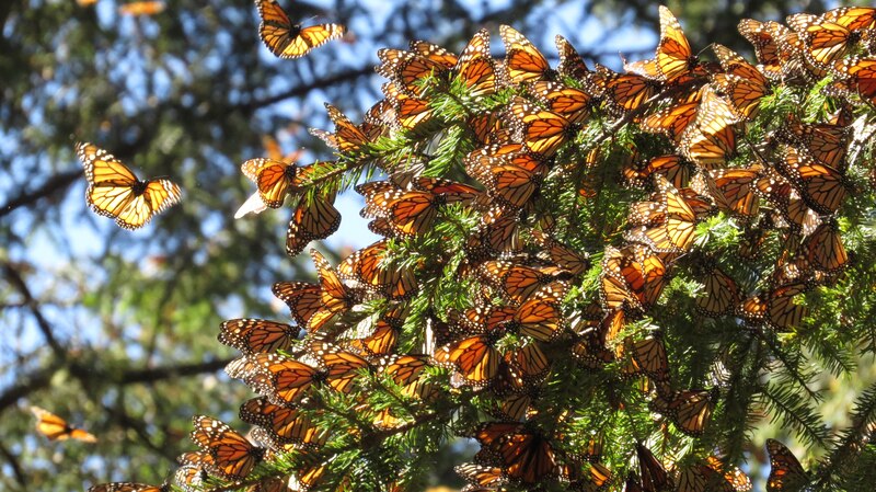 Mariposas monarca en un árbol