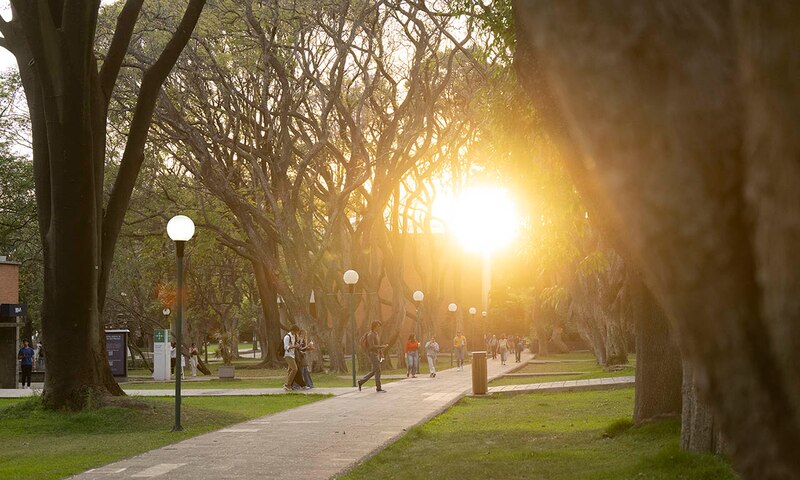 Estudiantes caminando por un parque en el campus de la universidad