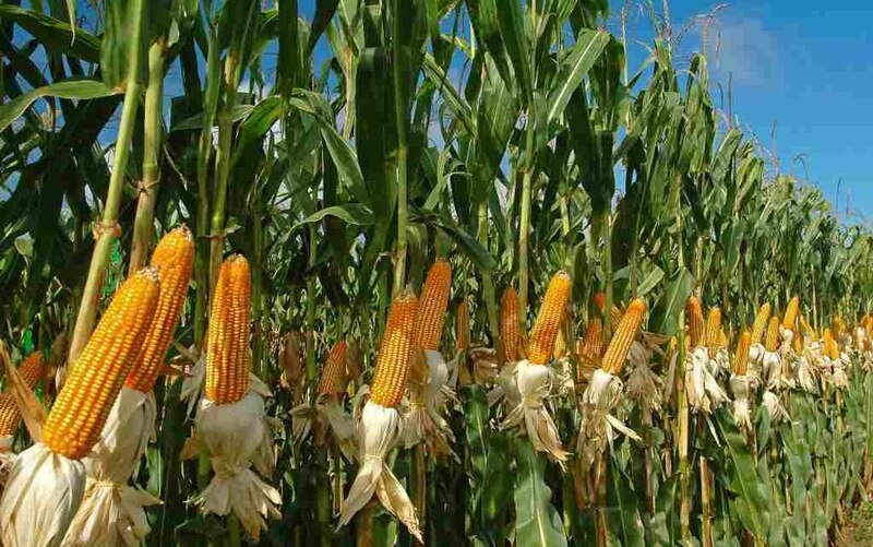 El cultivo de maíz en México
