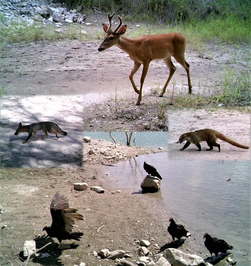 Animales salvajes en su hábitat