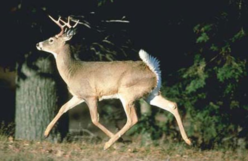 Ciervo corriendo