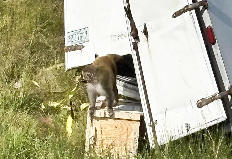 Escapan tres monos de laboratorio en Misisipi