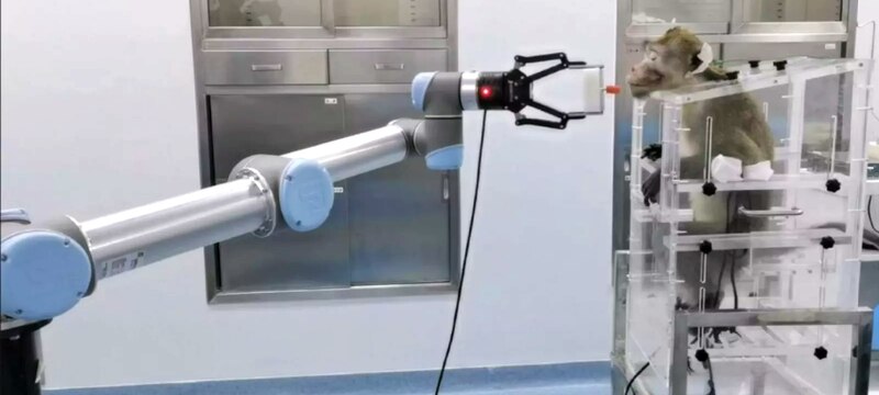 Mono mira fijamente un robot
