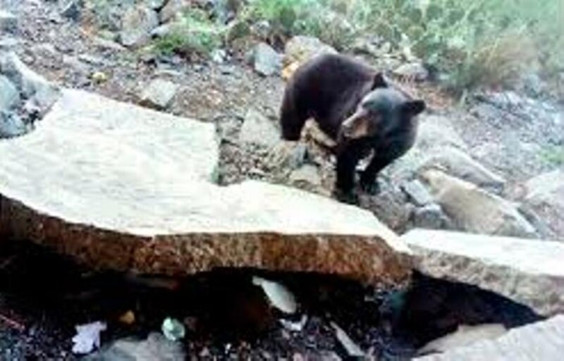 Oso negro en busca de comida