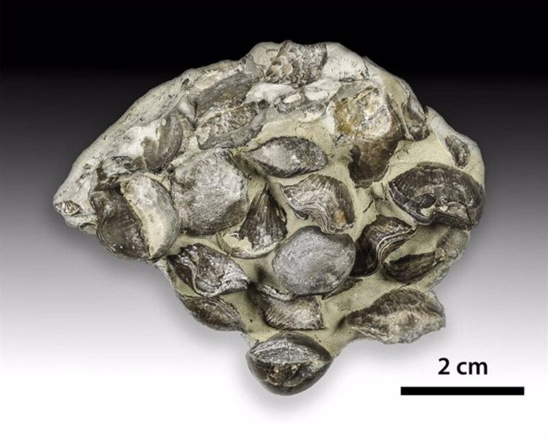 moluscos fósiles