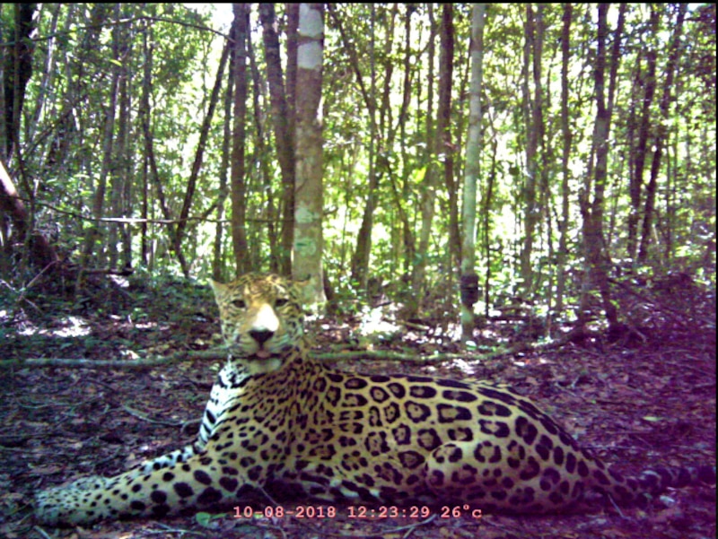 Jaguar en la selva