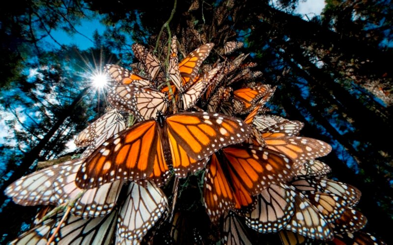 Mariposas monarca en Michoacán