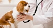Huixquilucan fortalece el cuidado con protocolo de consultas médicas para mascotas