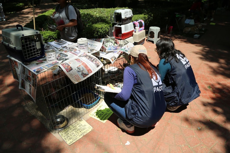 Voluntarias de PAOT atienden a gatos en adopción