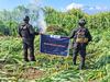 Destruyen cerca de 144 mil plantas de aparente marihuana en Tequila