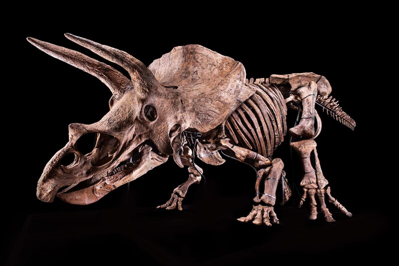 Esqueleto de un Triceratops