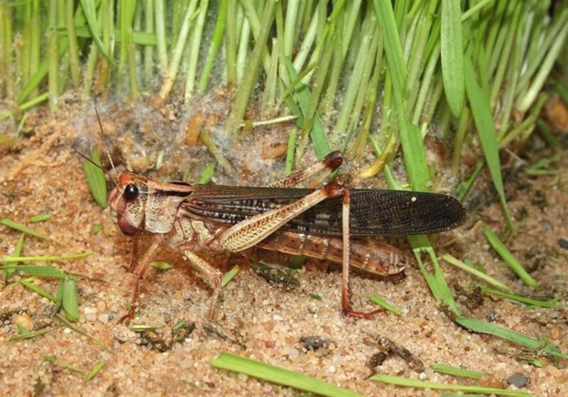 Saltamontes en el campo