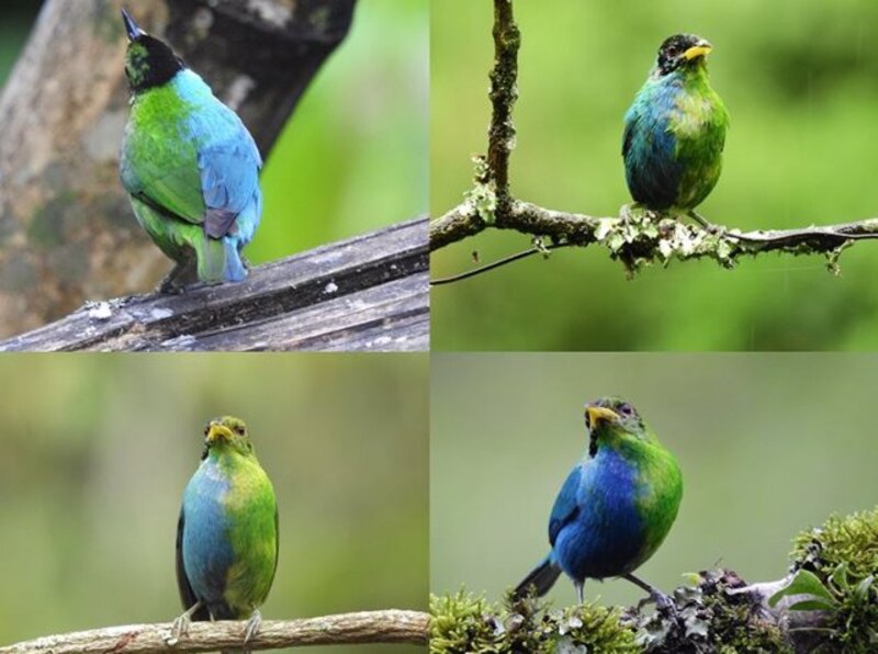 Cuatro fotos de pájaros