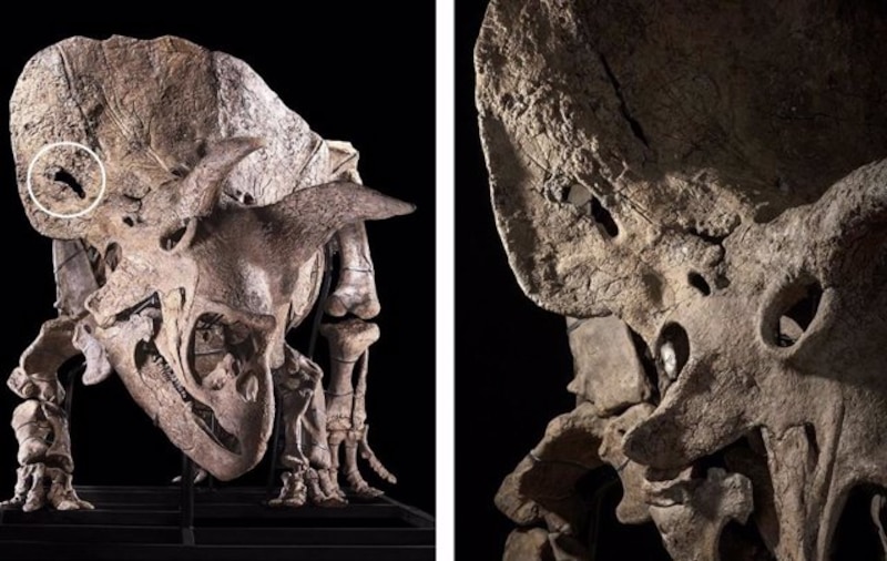 ¡Un fósil de Triceratops!