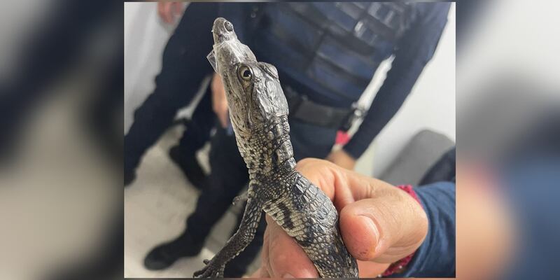 Un pequeño cocodrilo con cinta adhesiva en el hocico