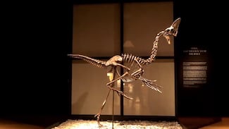 El esqueleto del dinosaurio ‘Spike’ se subasta en Londres por 3.9 millones de euros