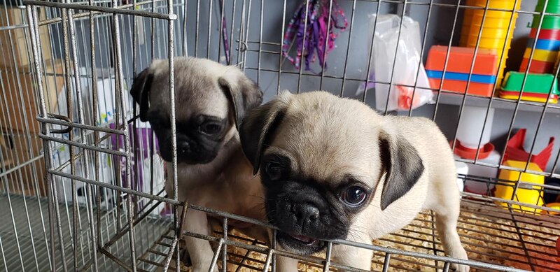 Cachorros de pug enjaulados