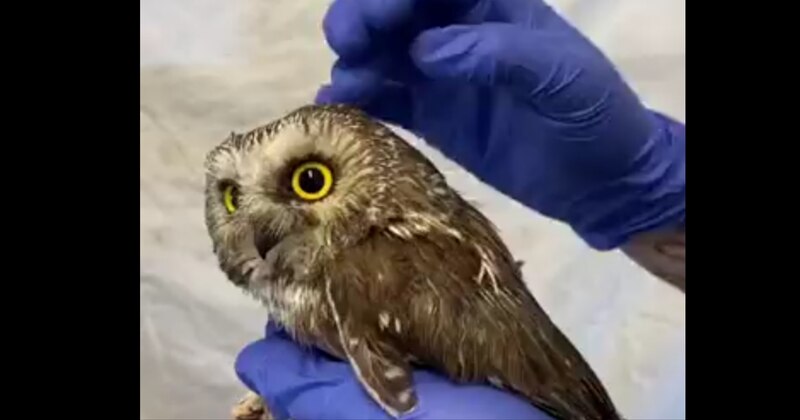 ¡Mira esta adorable lechuza!