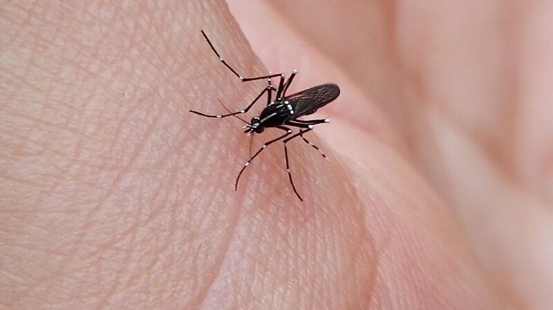 Mosquito posado en la piel humana