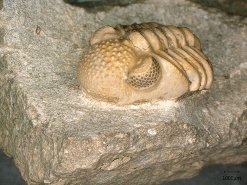 Trilobites