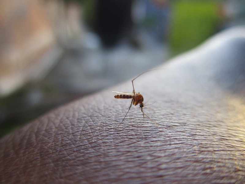 Mosquito posado en la piel humana