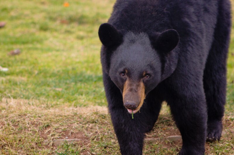 Oso negro americano