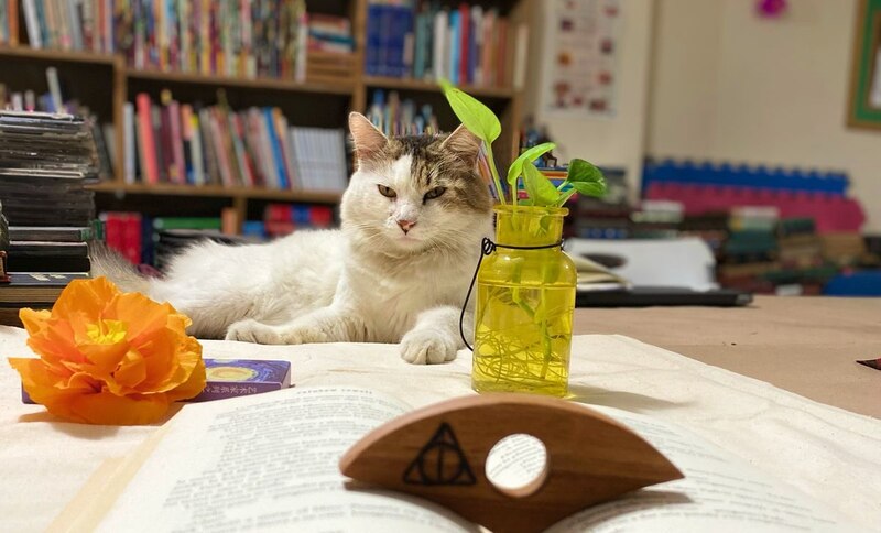 El gato y el libro