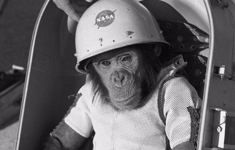 Chimpancé en el espacio