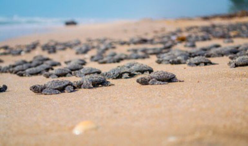 Tortugas marinas bebés en la playa