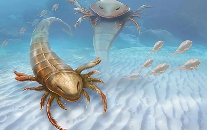 Escorpión marino