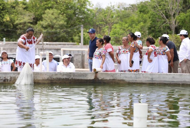 Mujeres indígenas cosechando peces en una granja acuícola.