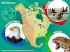 La fauna simbólica de este Mundial 