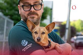 México recibirá inversión para salvar a 48,400 perritos y gatitos: acceso veterinario, vacunación y esterilización