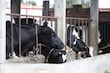 Universidad Tecnológica de Huejotzingo, Puebla abre Ingeniería en Producción Animal