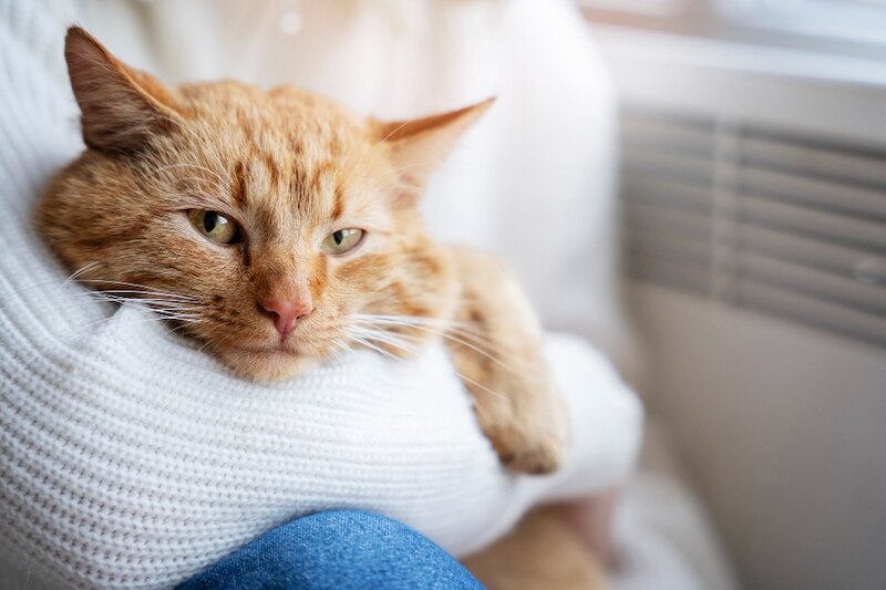 Una mujer sostiene un gato naranja en sus brazos