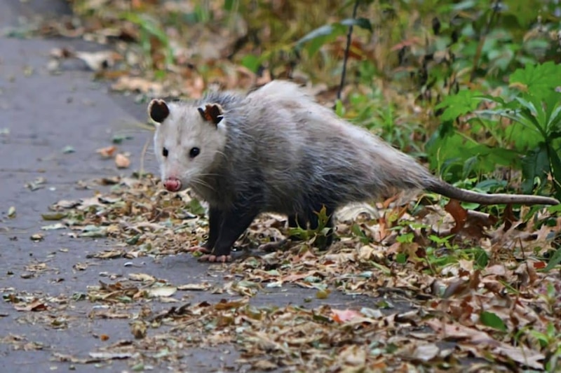 La zarigüeya, un animal marsupial