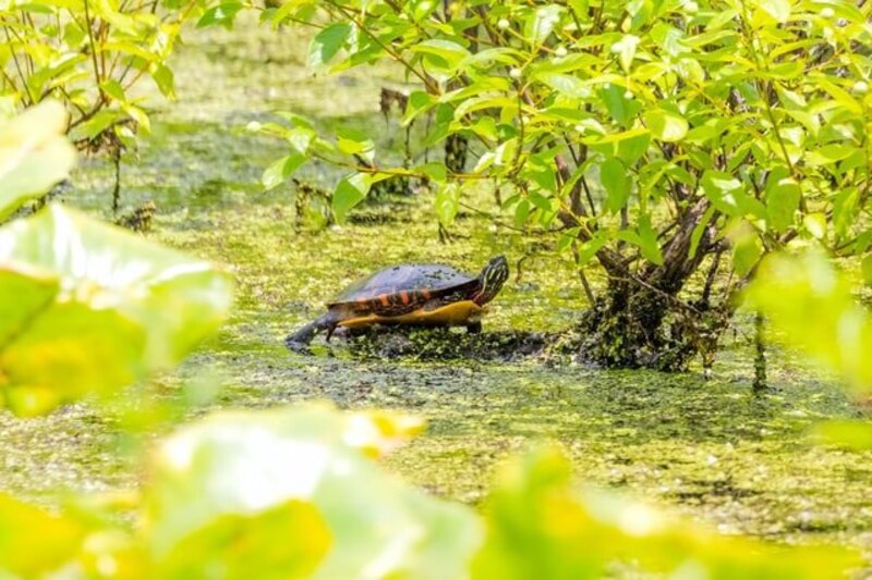 Tortuga tomando el sol en un estanque