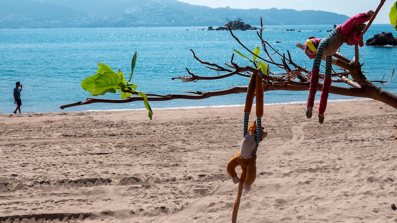 Monos de peluche colgando de una rama en la playa