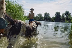 Alerta global: tutores ignoran amenazas parasitarias que ponen en riesgo a sus mascotas