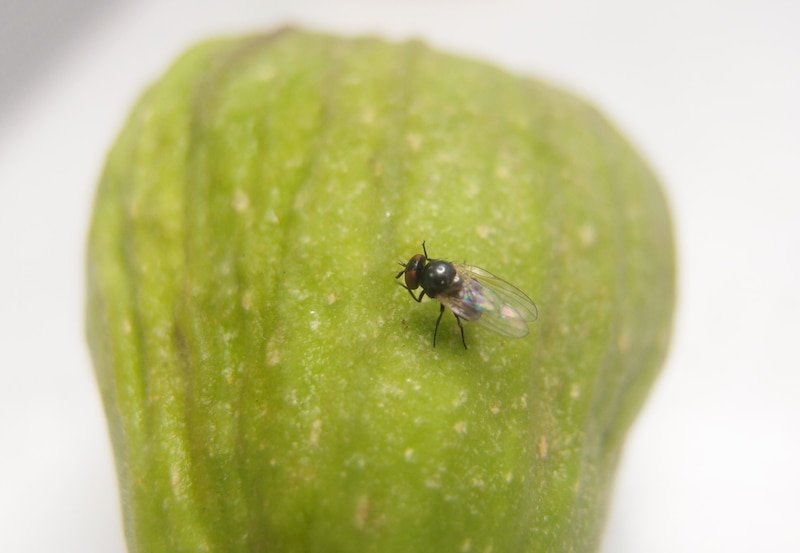 Mosca posada sobre una hoja verde