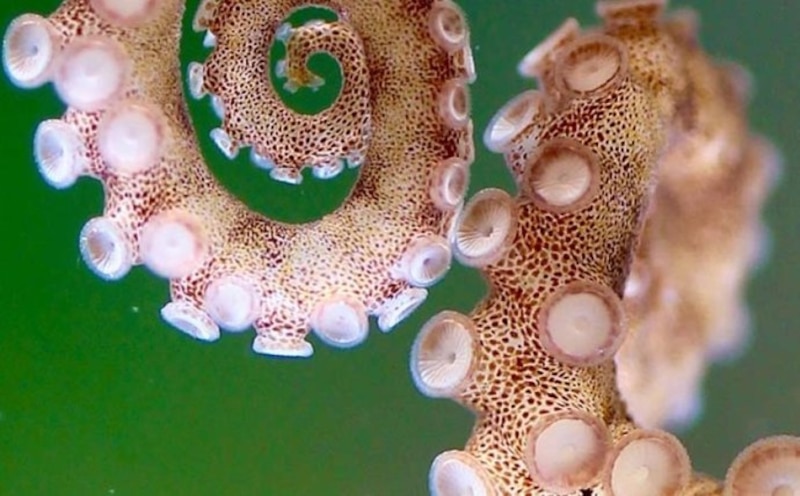 Pulpo