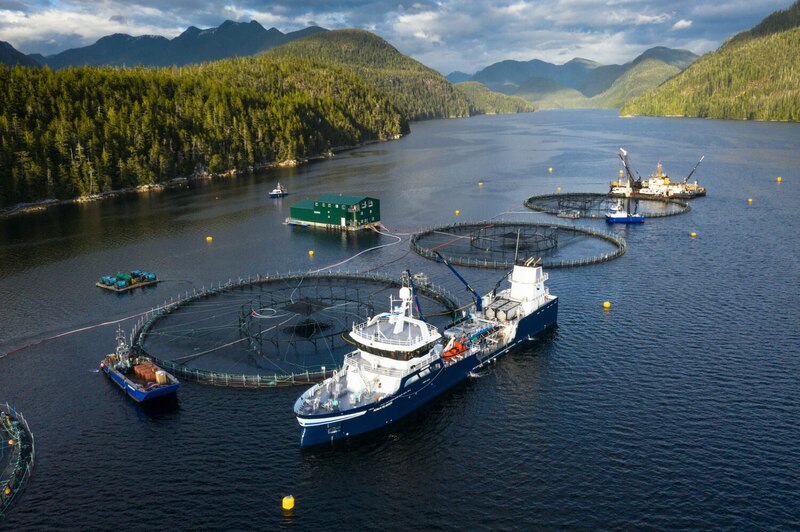 Salmón Atlántico en una granja de acuicultura en Columbia Británica, Canadá.