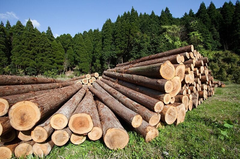 Troncos de árboles cortados en un bosque