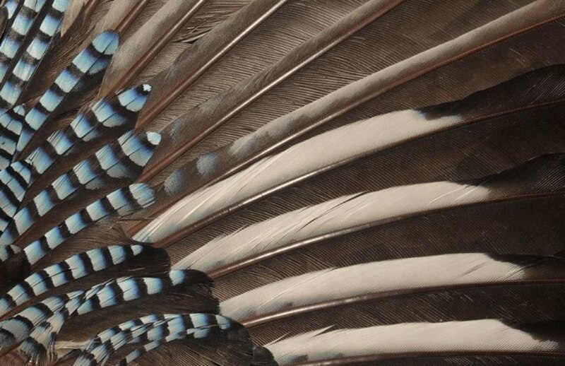 Primer plano de las plumas de un pájaro