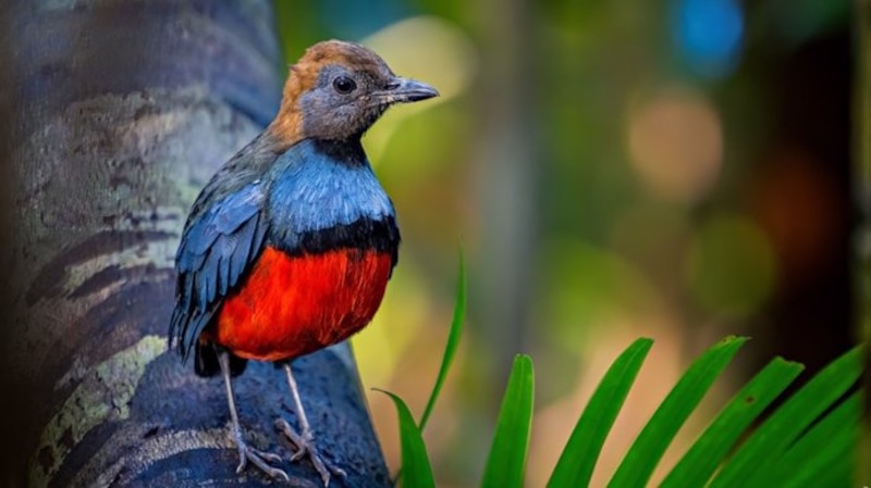 La belleza de las aves: El ave playera