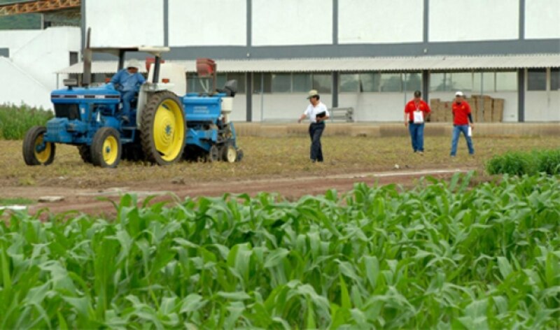 Tractor trabajando en un campo de maíz.