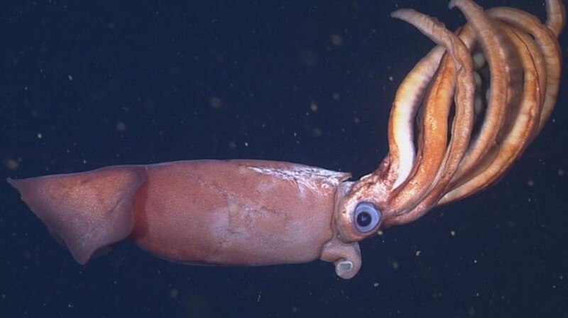 Calamar gigante