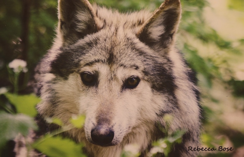 Lobo gris mexicano